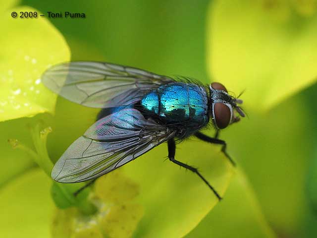 Lucilia cfr. ampullacea  (Calliphoridae)